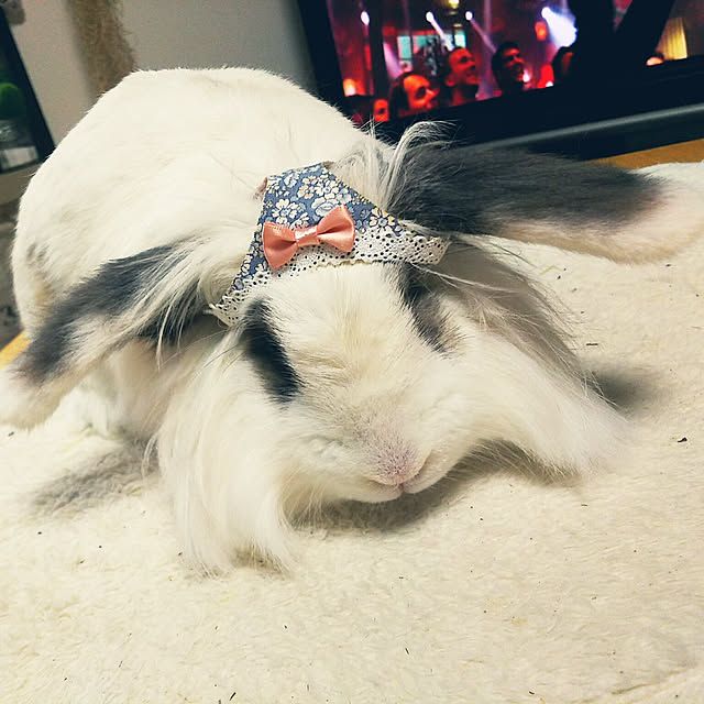 WASABIさんの実例写真