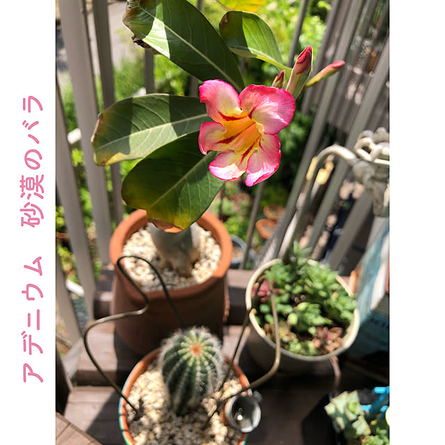tarezo33さんの実例写真