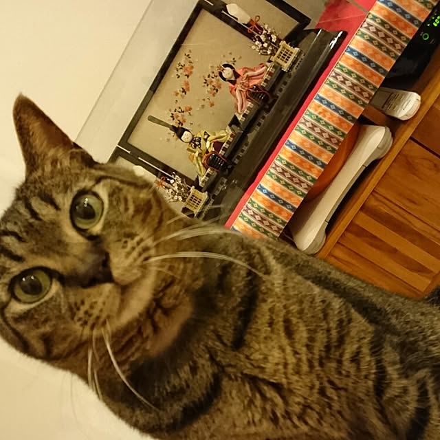 torajikoさんの実例写真