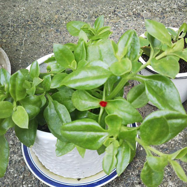 kiraさんの実例写真