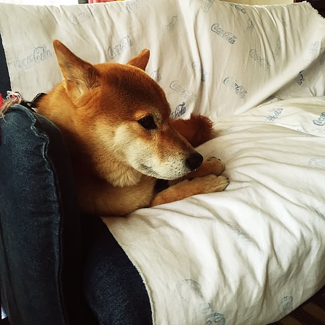 shibaさんの実例写真