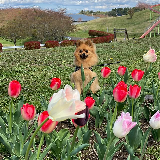 実例写真
