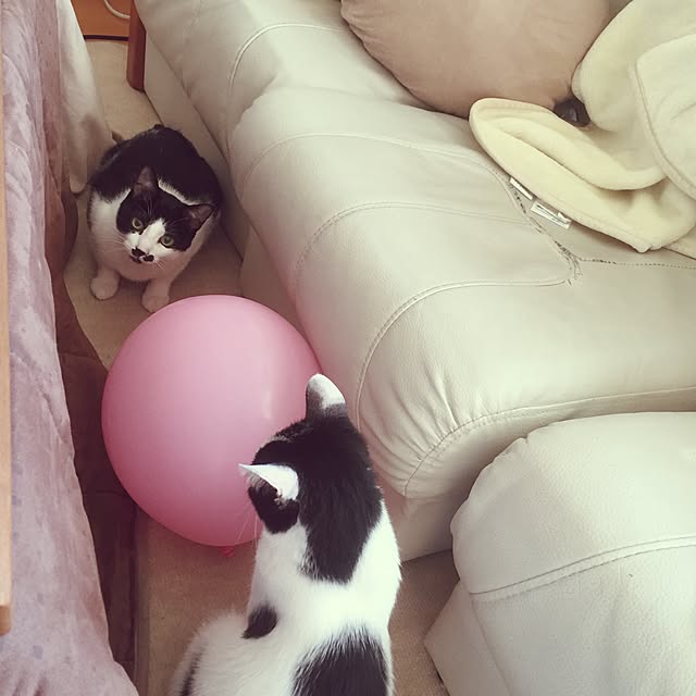 candyさんの実例写真