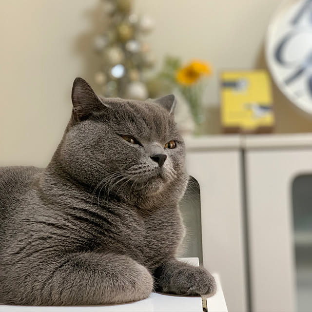 kittyさんの実例写真