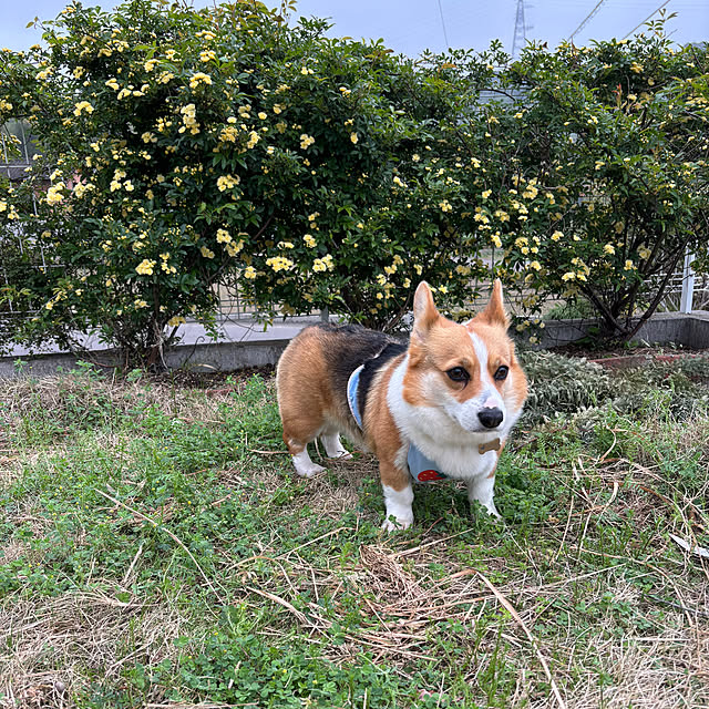 bobさんの部屋