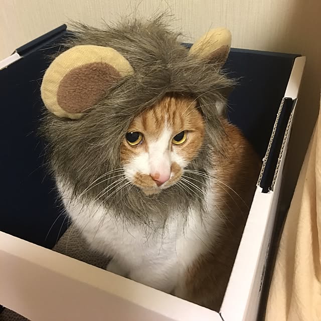 nyanyakoさんの実例写真