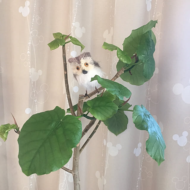 shizuさんの実例写真