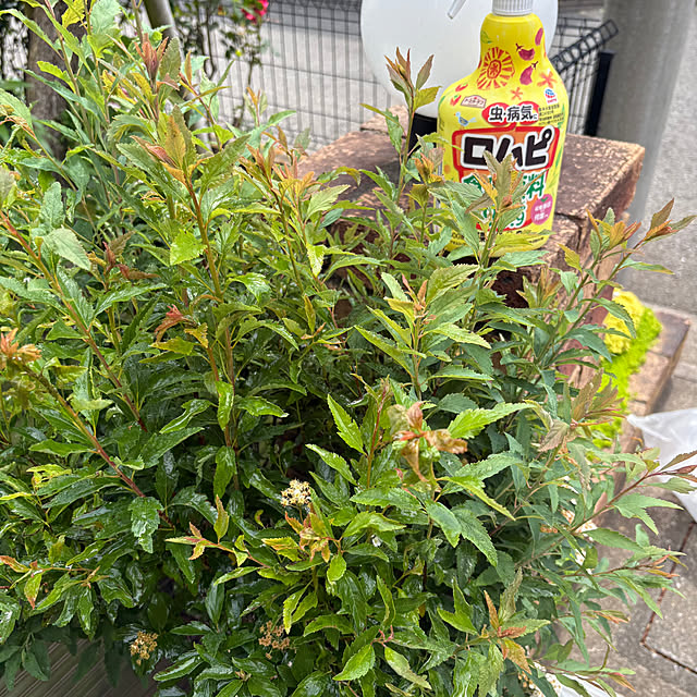 nannoさんの実例写真