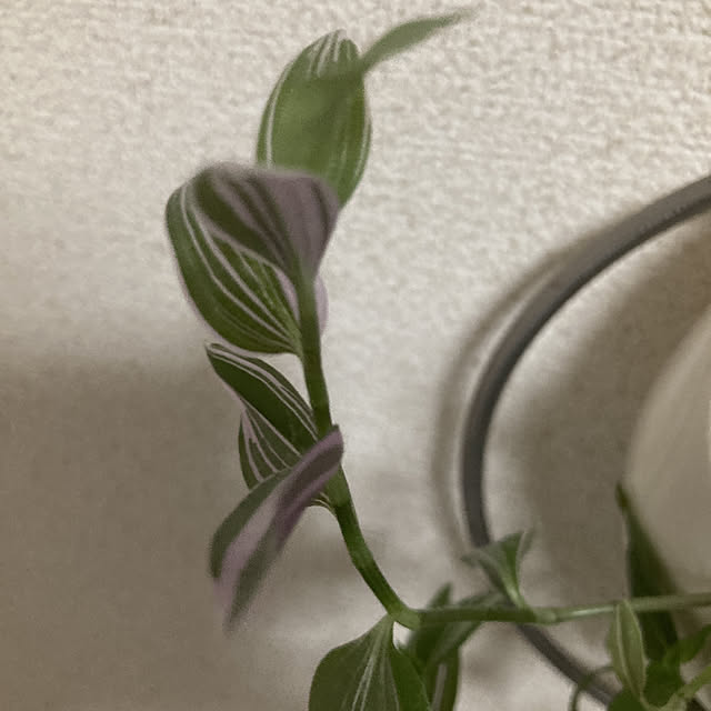 Chikuwaさんの実例写真