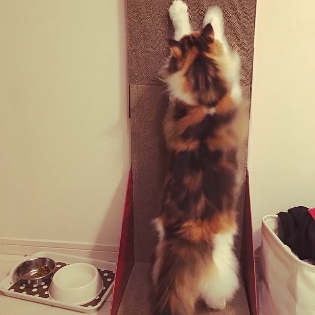 Tomokoさんの実例写真