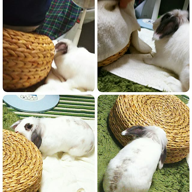 WASABIさんの実例写真