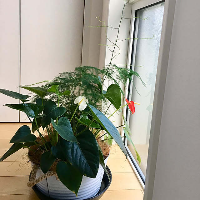 kumikoさんの実例写真