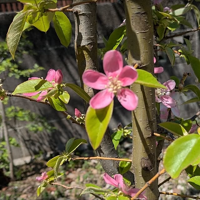 ku-garnet18さんの部屋