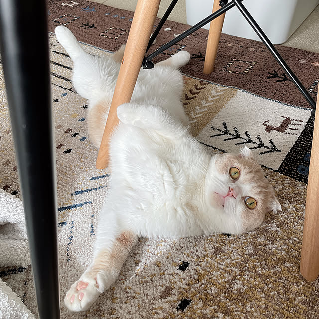 Fuucaさんの実例写真