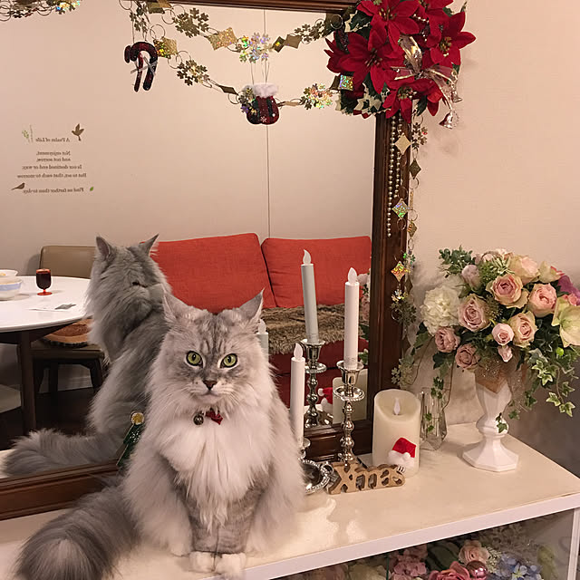 Chitoseさんの実例写真