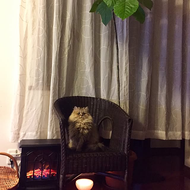 butachanさんの実例写真