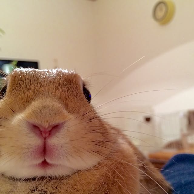 kiritorunoさんの実例写真