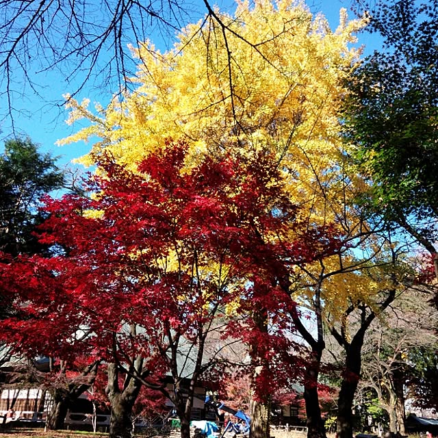 dotlaceさんの実例写真