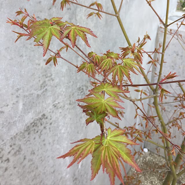 Mikiさんの実例写真