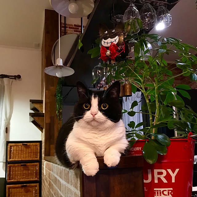 butachanさんの実例写真