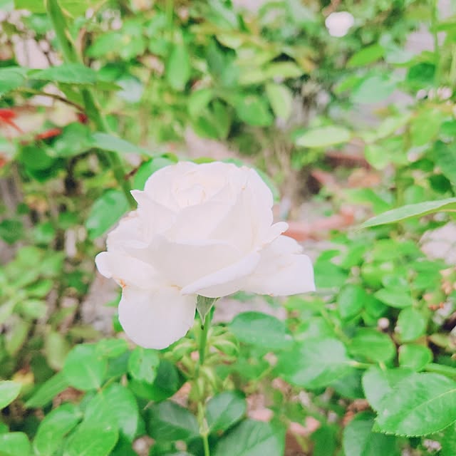 surviveさんの実例写真