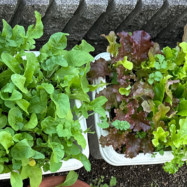 satoruさんの実例写真