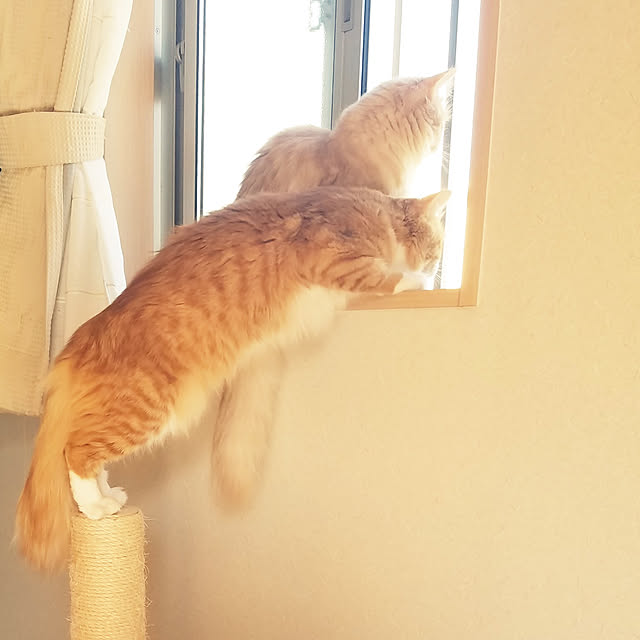 shimaさんの実例写真