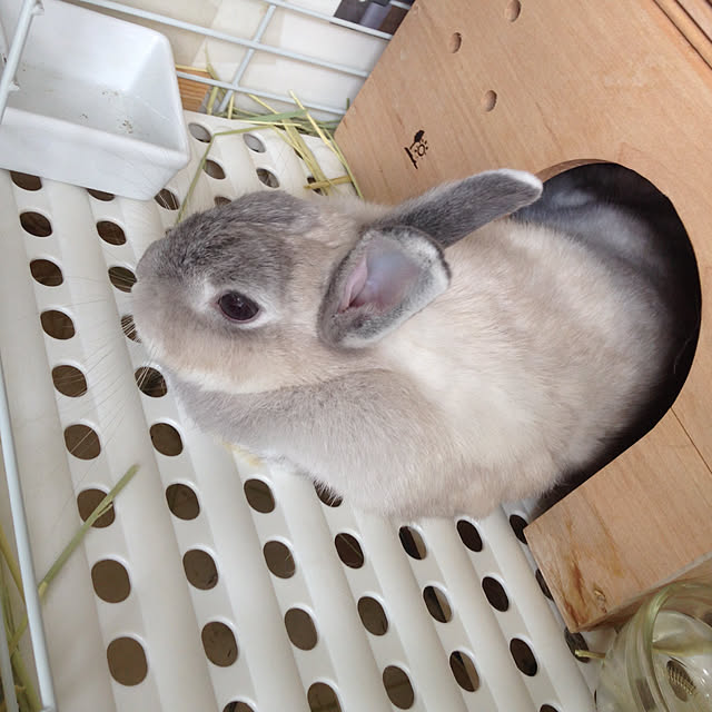 yokomokoさんの実例写真