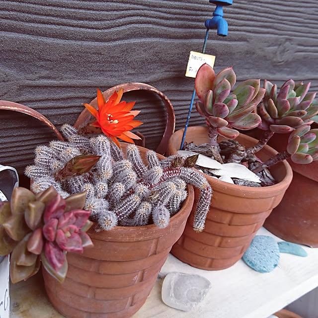 natuさんの実例写真