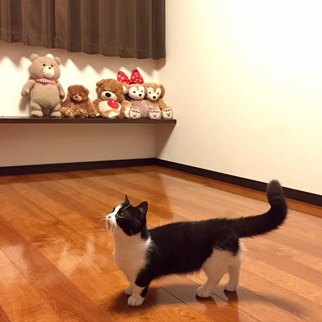 butachanさんの実例写真