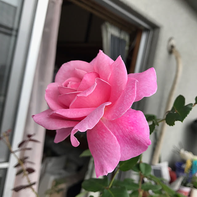 yokorinさんの実例写真