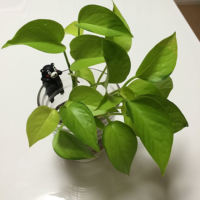 maitake.h.Rさんの実例写真