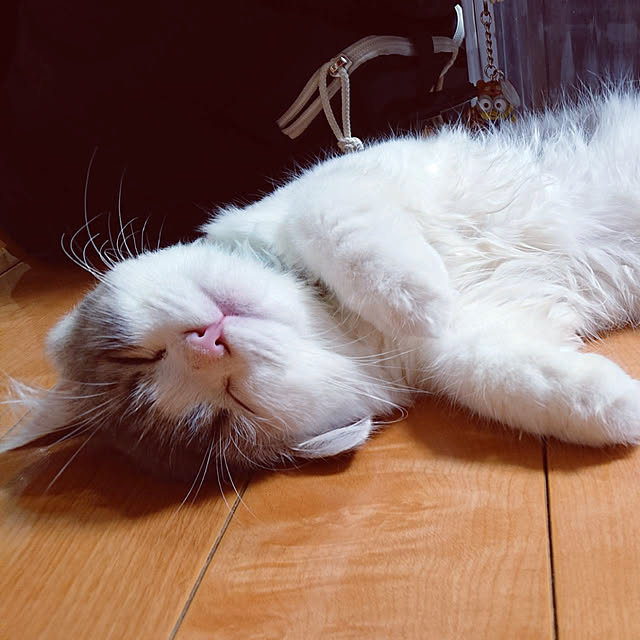 koyurizuさんの実例写真