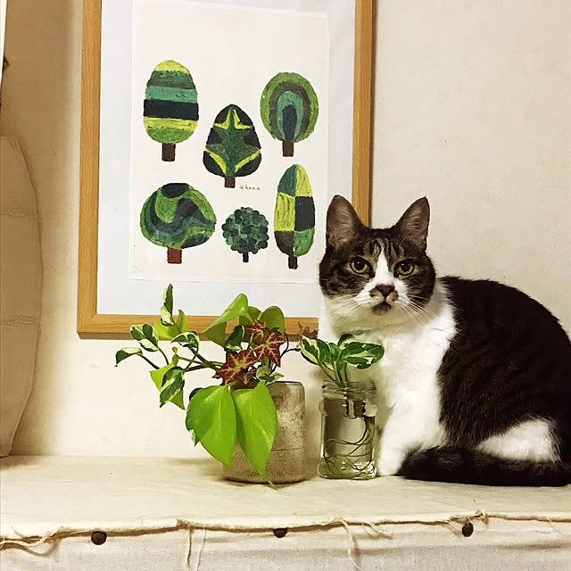 観葉植物/アートのある暮らし/ねこと暮らす/一輪挿し/リビングのインテリア実例 - 2023-01-14 21:02:41