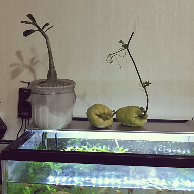 moririnさんの実例写真