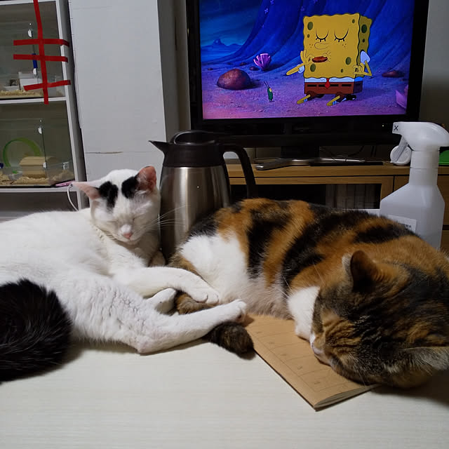 机/癒し*´｀*/猫と暮らす。/いつもいいね！ありがとうございます♪/保護猫→家猫...などのインテリア実例 - 2020-03-31 18:37:13