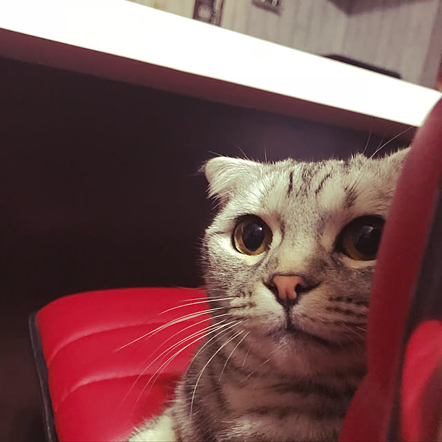 arimanaさんの実例写真