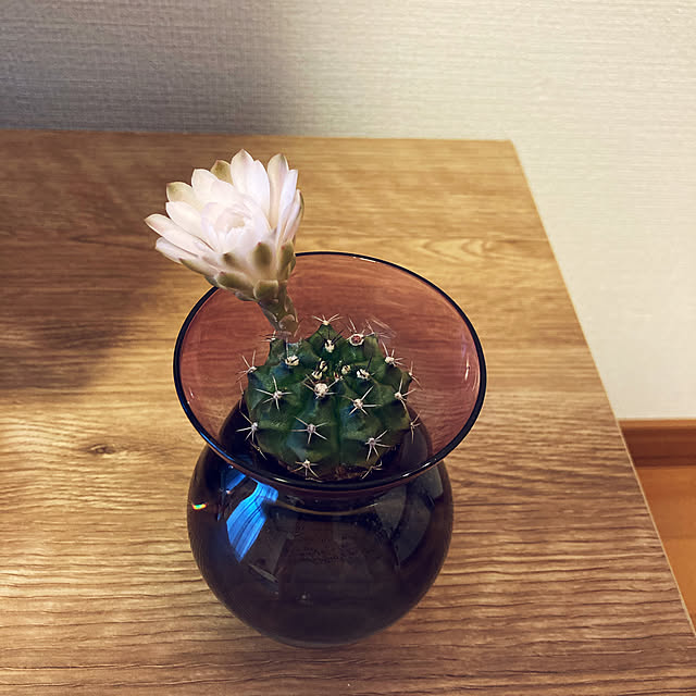 momonさんの実例写真