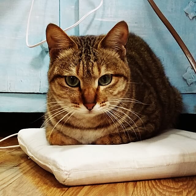 poniさんの実例写真