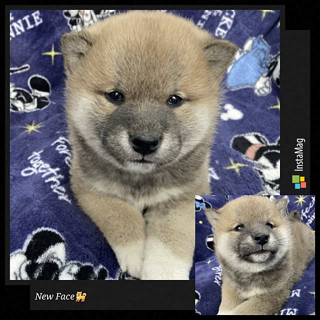 cocosorasakuさんの実例写真