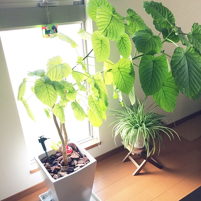 部屋全体のインテリア実例 - 2016-02-19 01:11:54