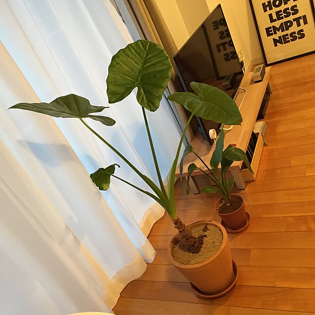 KJさんの実例写真