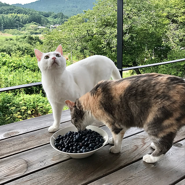 sakurasakuさんの実例写真