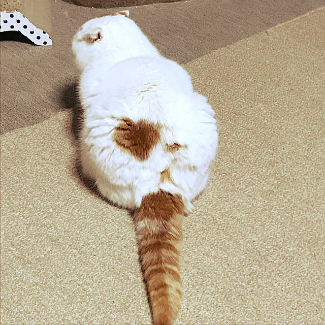 yorozuyafukuさんの実例写真