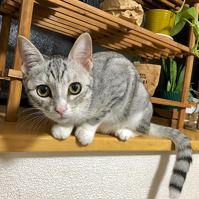 Honamiさんの実例写真