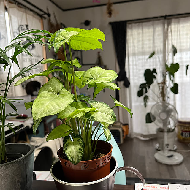 mimiさんの部屋