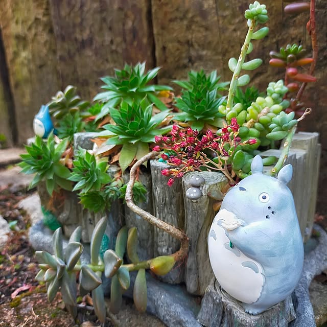 petitesplumesさんの部屋