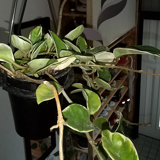 koyutan-mjmさんの実例写真