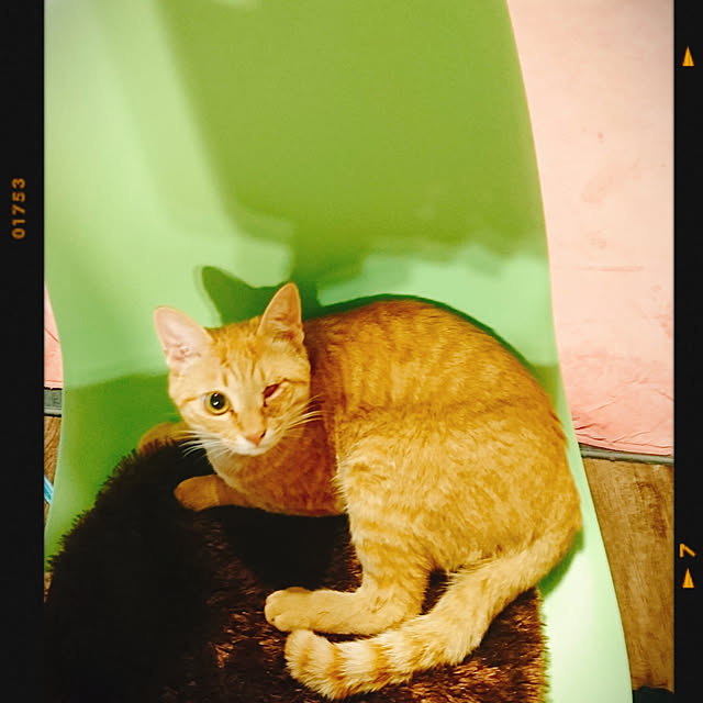 78catさんの実例写真
