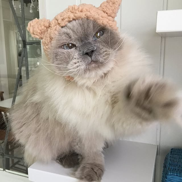 yuchiさんの実例写真